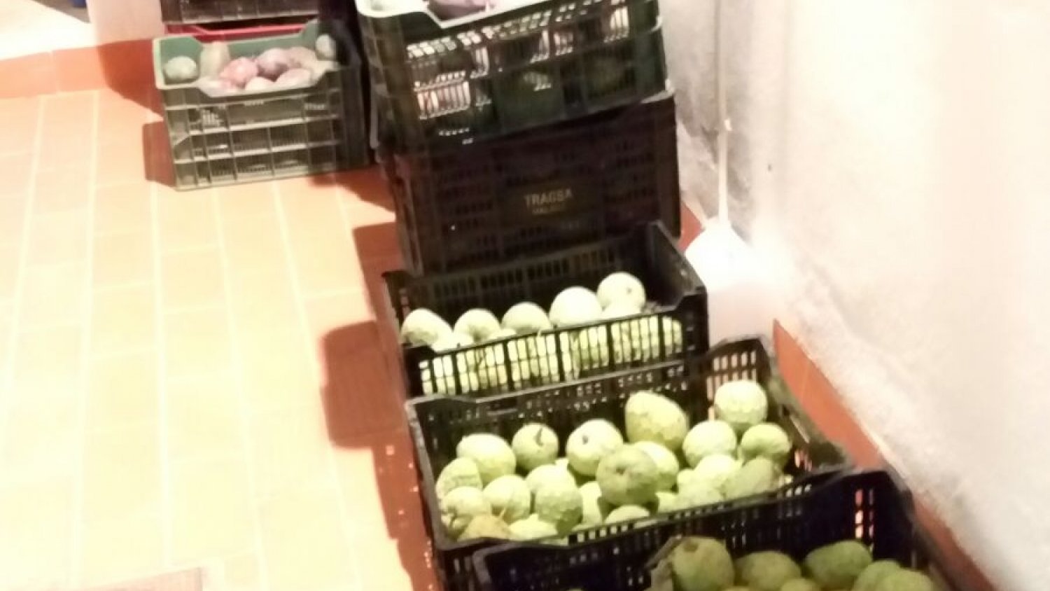 La Policía Local de Vélez interviene unos 355 kilos de frutas y tubérculos robados que transportaban en un vehículo