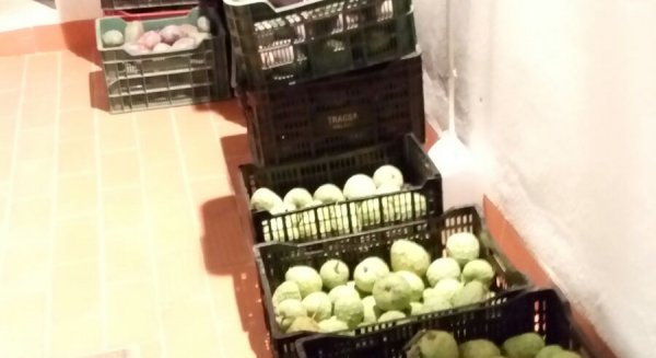La Policía Local de Vélez interviene unos 355 kilos de frutas y tubérculos robados que transportaban en un vehículo