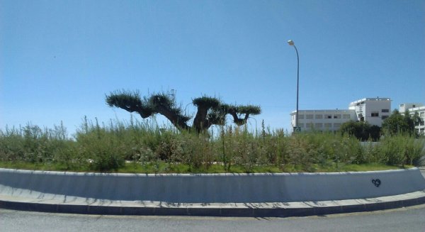 El Ayuntamiento de Rincón inicia la contratación para el mantenimiento de las zonas verdes del sector de La Marina