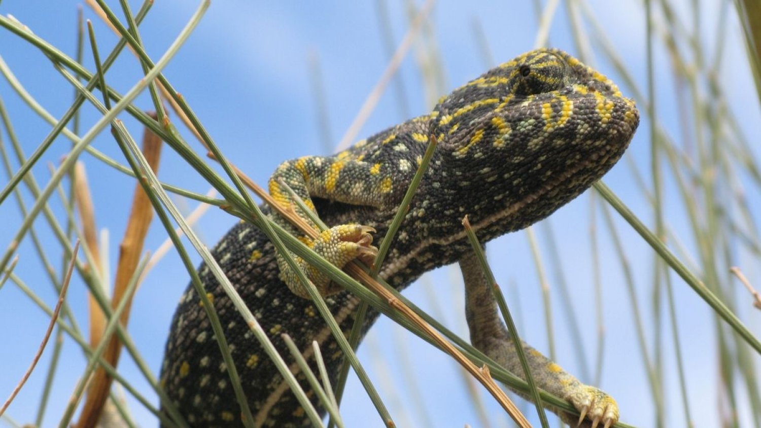 El centro control de la biodiversidad ha reintroducido 10 nuevos ejemplares de camaleón común en Monte de San Antón