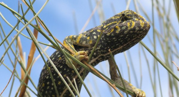 El centro control de la biodiversidad ha reintroducido 10 nuevos ejemplares de camaleón común en Monte de San Antón