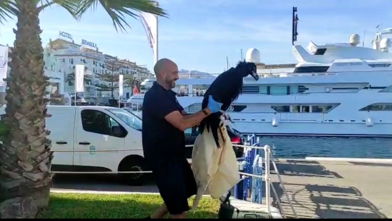 Rescatado un ejemplar joven de buitre negro que había caído al mar en Puerto Banús