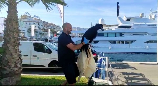 Rescatado un ejemplar joven de buitre negro que había caído al mar en Puerto Banús