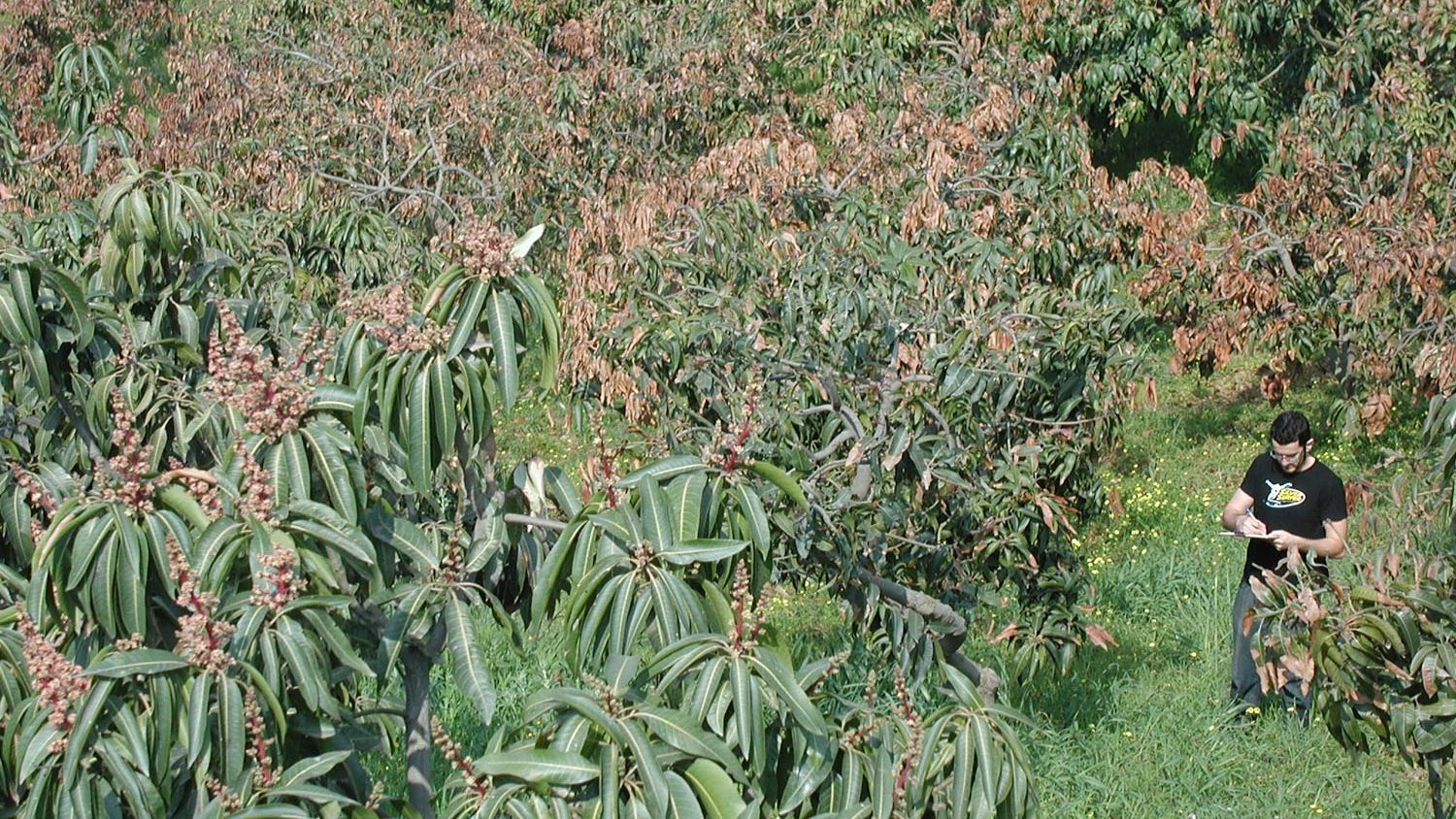 Investigadores de la UMA publican la secuencia del genoma de la bacteria que causa la necrosis del mango