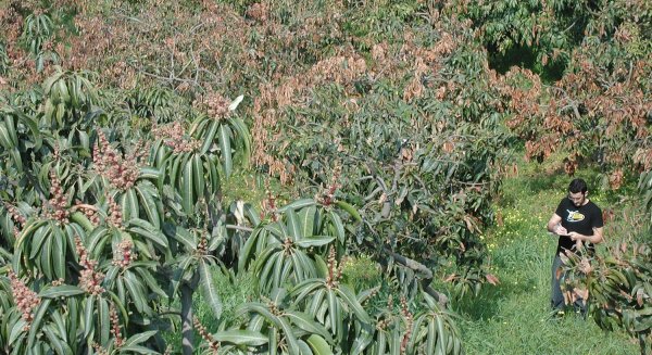 Investigadores de la UMA publican la secuencia del genoma de la bacteria que causa la necrosis del mango