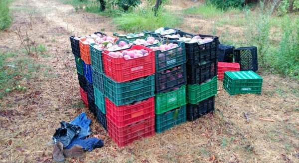 La Policía Local de Vélez halla unos 1.000 kilos de mangos que iban a ser sustraídos de una finca municipal