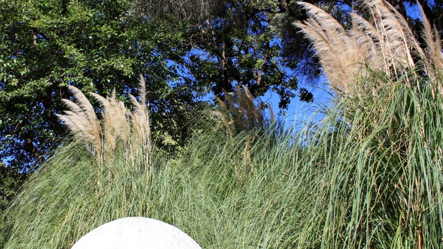 El Plumero, la planta del mes de septiembre en La Concepción