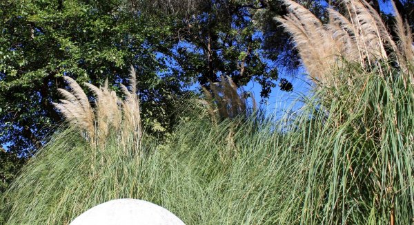 El Plumero, la planta del mes de septiembre en La Concepción