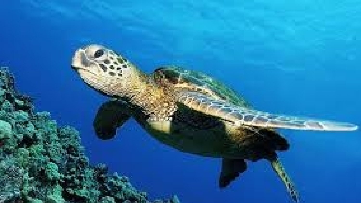 Sea Life Benalmádena organiza un festival dedicado a la tortuga para concienciar sobre su protección
