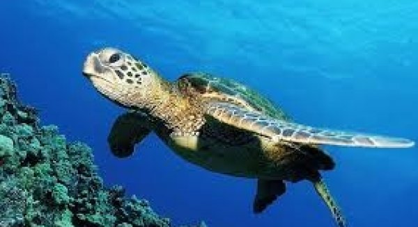 Sea Life Benalmádena organiza un festival dedicado a la tortuga para concienciar sobre su protección
