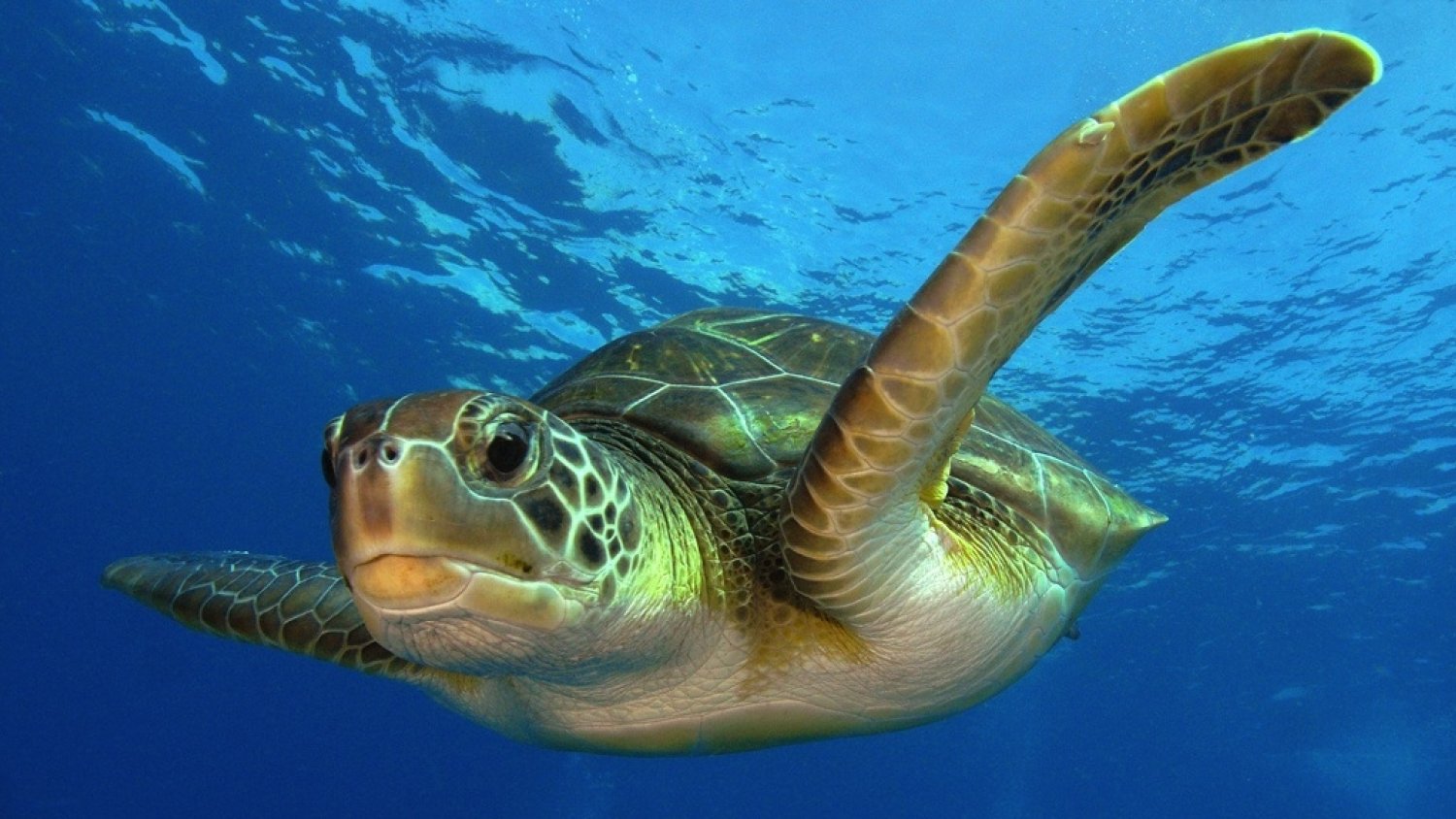 Sea Life Benalmádena organiza el Festival de la Tortuga para concienciar su protección