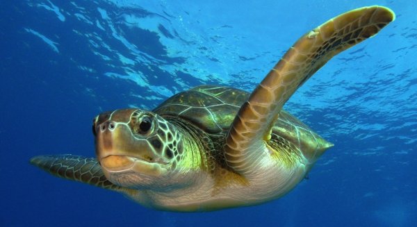 Sea Life Benalmádena organiza el Festival de la Tortuga para concienciar su protección