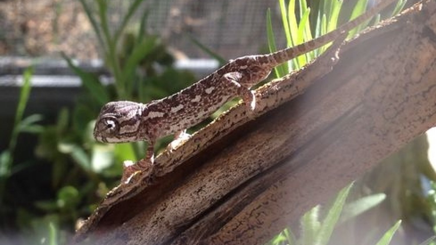 Nacen de una sola puesta 35 camaleones en el Centro de Control de la Biodiversidad