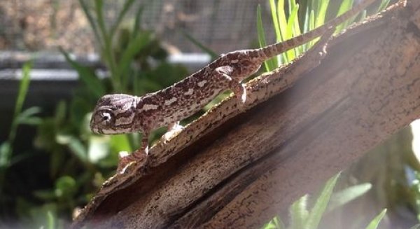 Nacen de una sola puesta 35 camaleones en el Centro de Control de la Biodiversidad