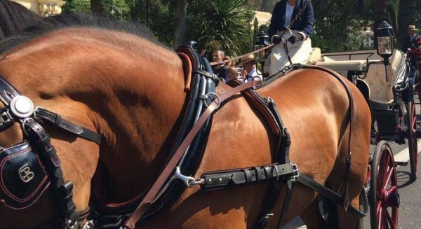 C's plantea sustituir los coches de caballos por vehículos de época eléctricos