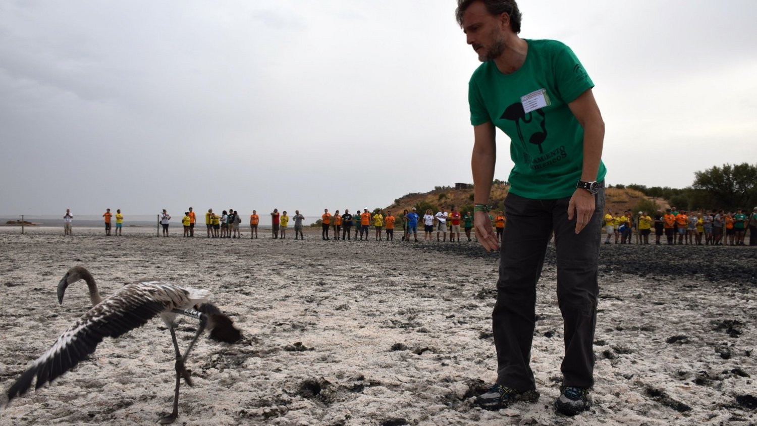 Más de 600 pollos de flamenco se anillan en la Reserva Natural Laguna de Fuente de Piedra
