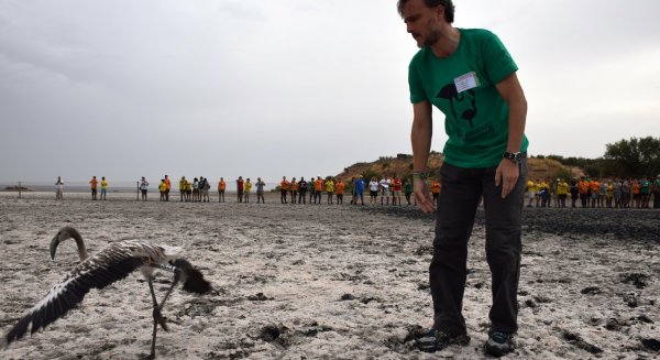 Más de 600 pollos de flamenco se anillan en la Reserva Natural Laguna de Fuente de Piedra