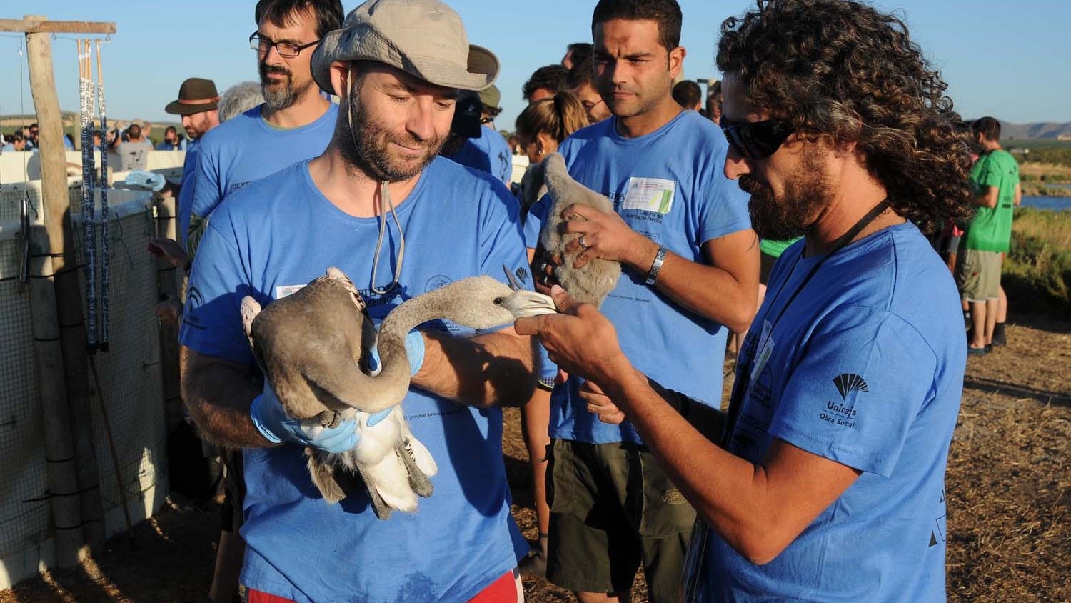 Unicaja colabora en el anillamiento de flamencos de la Laguna de Fuente de Piedra