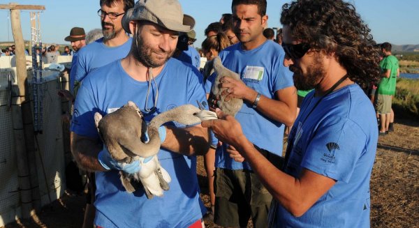 Unicaja colabora en el anillamiento de flamencos de la Laguna de Fuente de Piedra