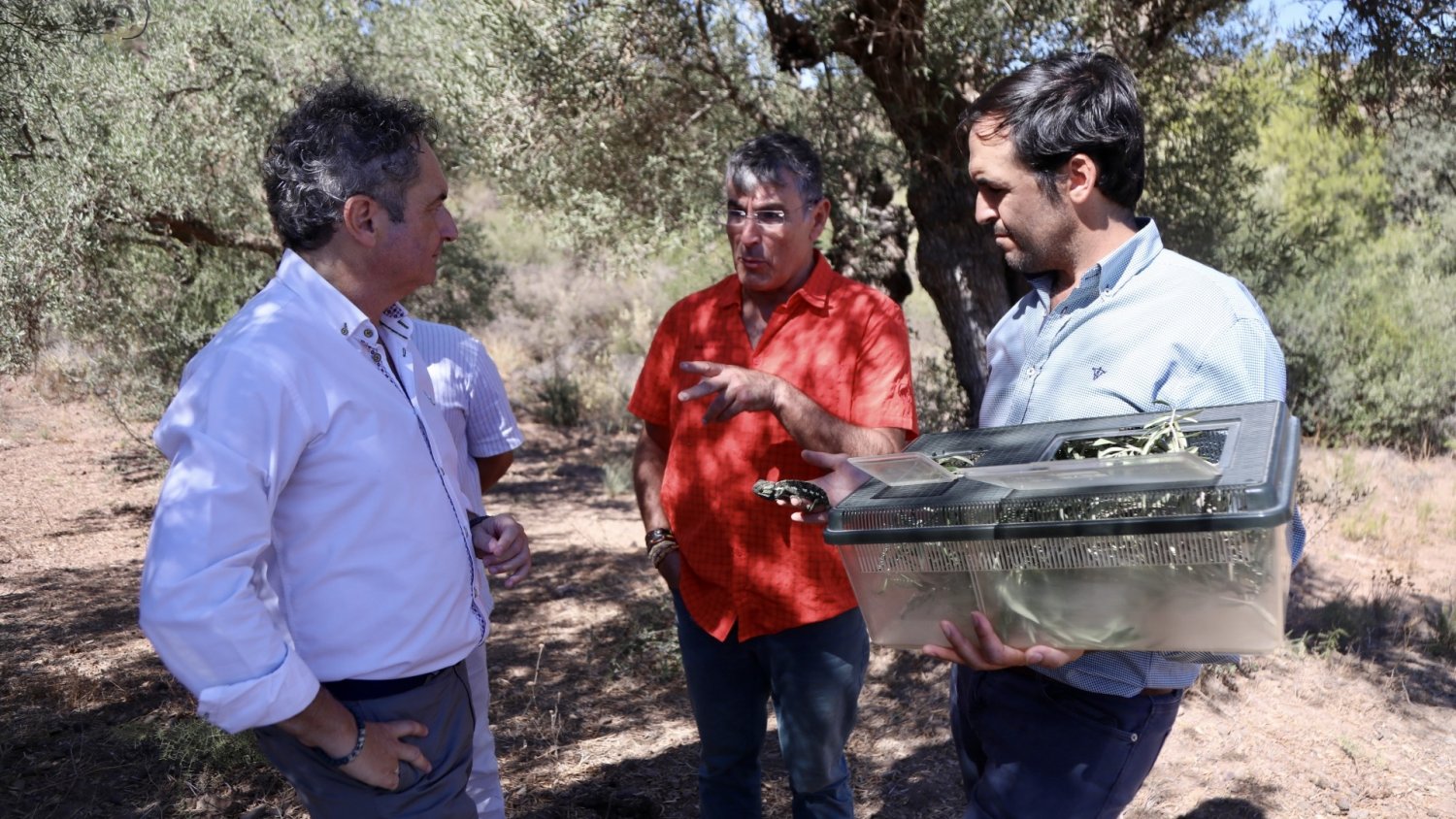 El Parque Forestal de Cerrado de Calderón y el Bosque de los Almendrales acogen 10 ejemplares de camaleón