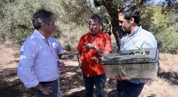 El Parque Forestal de Cerrado de Calderón y el Bosque de los Almendrales acogen 10 ejemplares de camaleón
