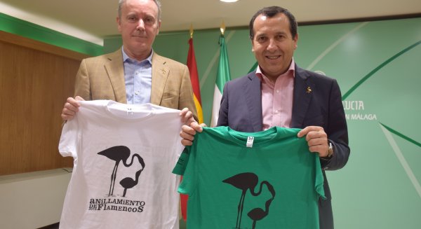 Más de 13.000 pollos de flamencos nacen este año en la Laguna de Fuente de Piedra