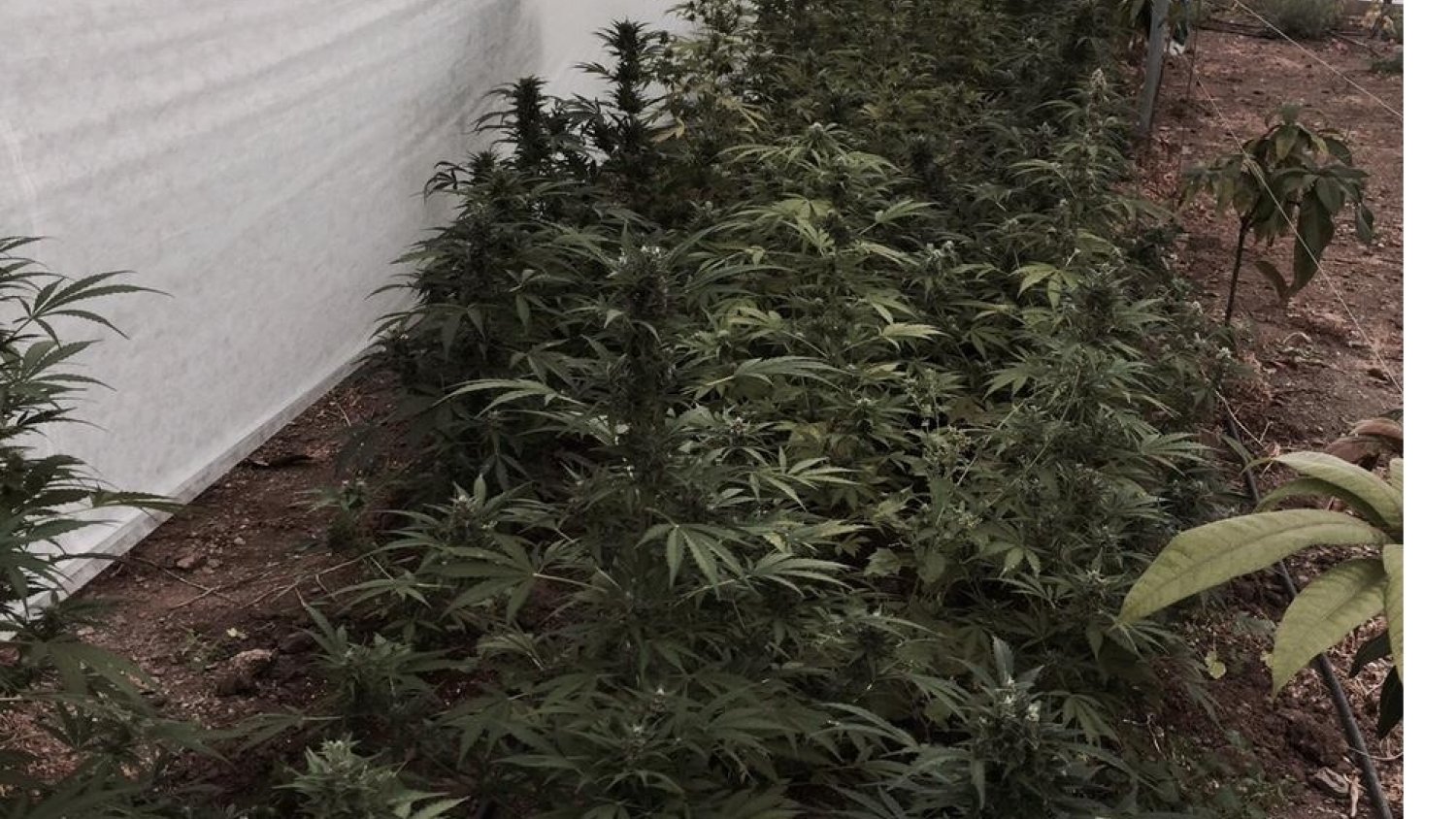 Decomisan 175 plantas de marihuana en un invernadero oculto entre una plantación de mangos de una finca de Sayalonga
