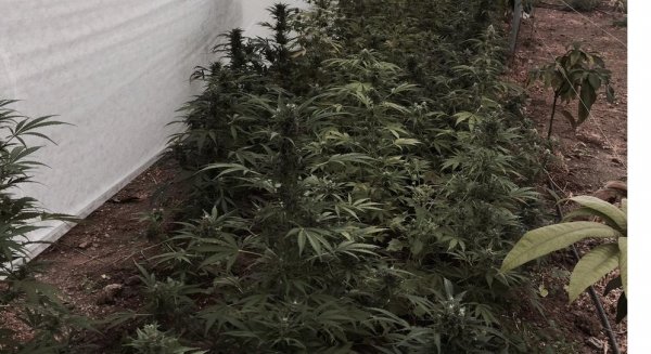 Decomisan 175 plantas de marihuana en un invernadero oculto entre una plantación de mangos de una finca de Sayalonga