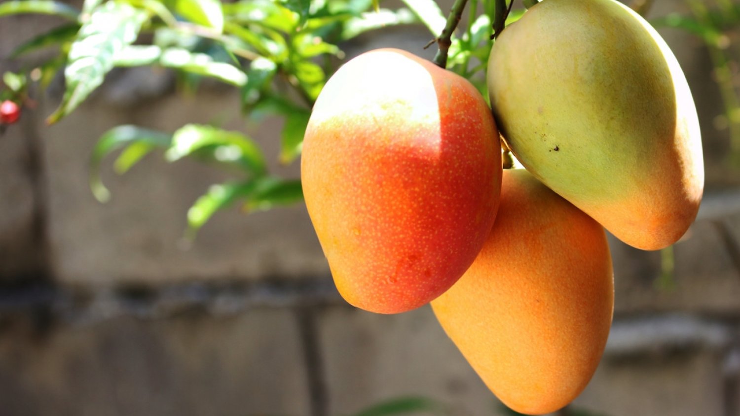 ASAJA Málaga pone de manifiesto la calidad del mango malagueño de esta temporada a pesar de su menor calibre