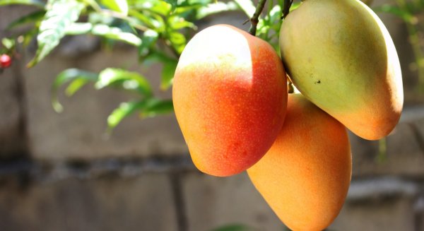 ASAJA Málaga pone de manifiesto la calidad del mango malagueño de esta temporada a pesar de su menor calibre