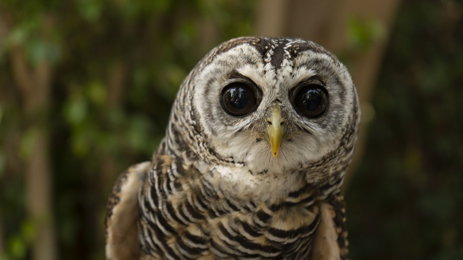 Bioparc Fuengirola conmemora el Día de las Aves con una programación de actividades especiales