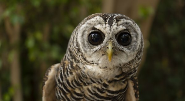 Bioparc Fuengirola conmemora el Día de las Aves con una programación de actividades especiales