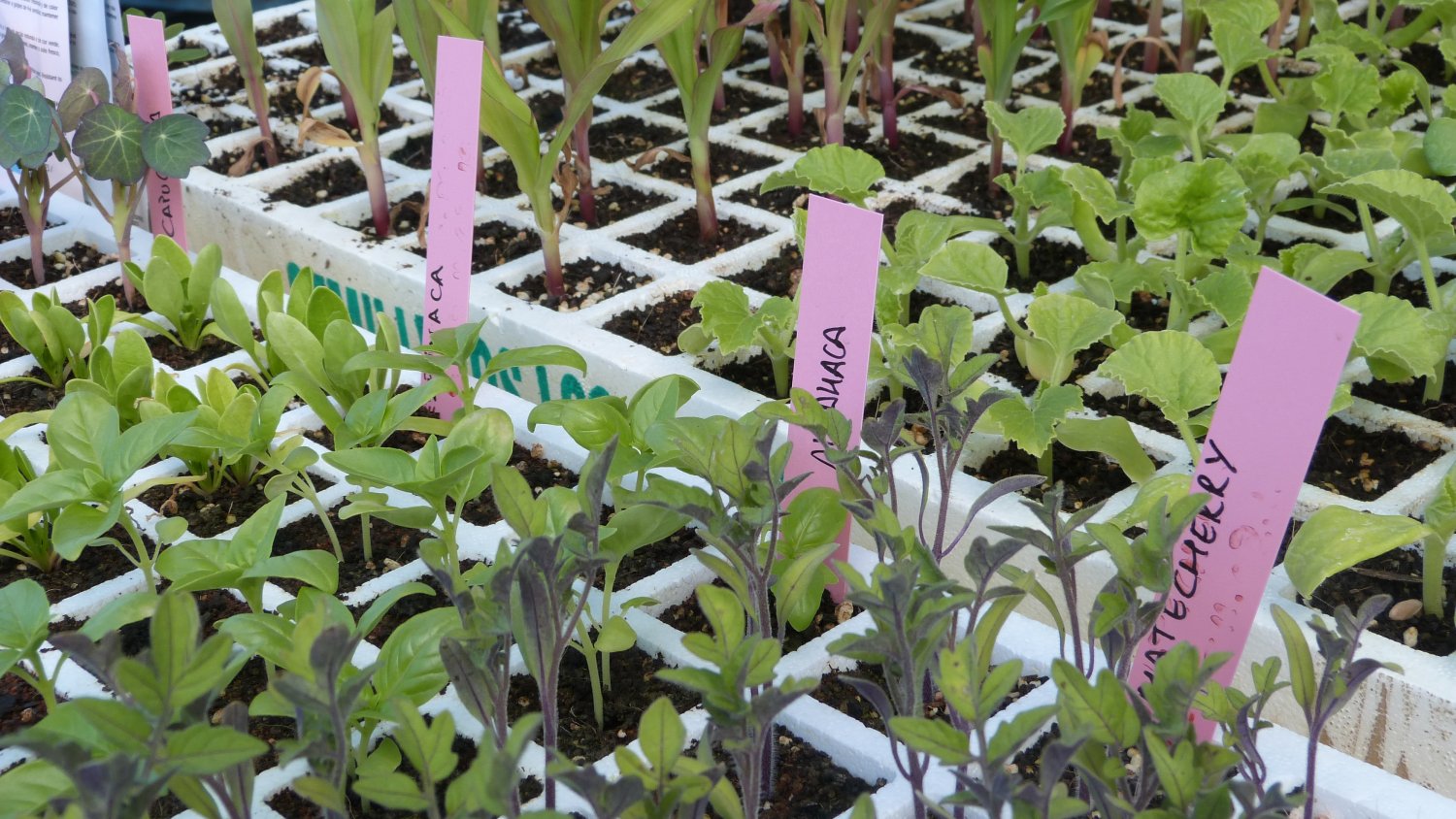 Unas jornadas de Huertas Urbanas enseñarán modelos de gestión de terrenos para el cultivo en la ciudad