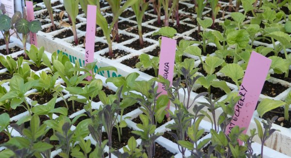 Unas jornadas de Huertas Urbanas enseñarán modelos de gestión de terrenos para el cultivo en la ciudad