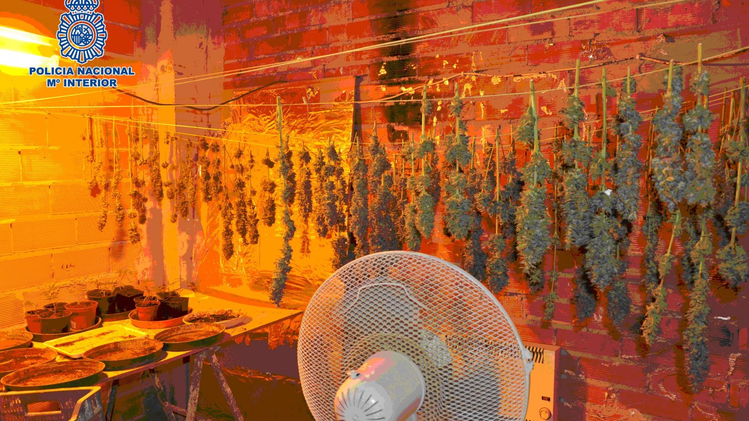 La Policía Nacional desmantela dos laboratorios de cultivo y secado de marihuana