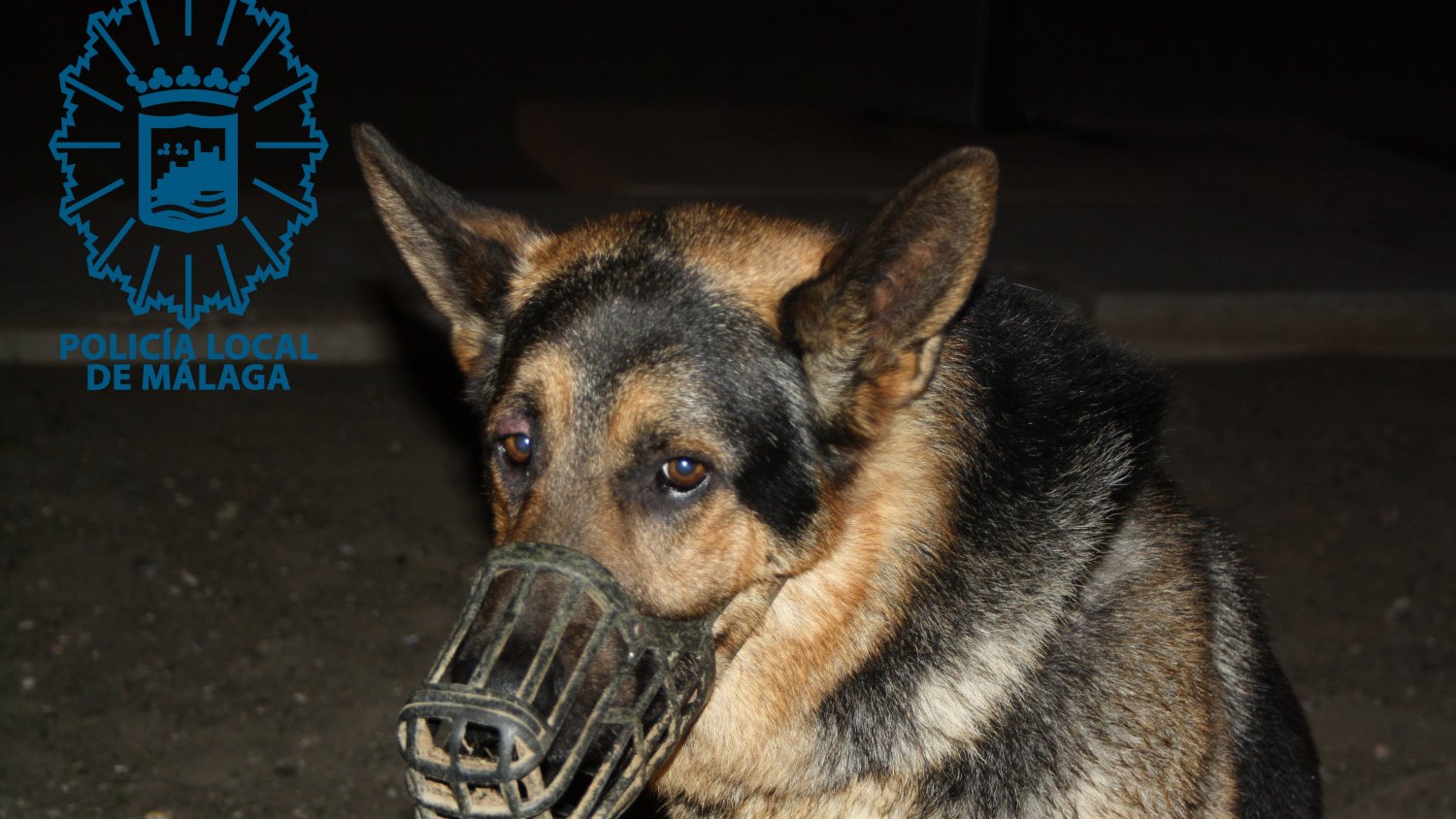Imputan a la propietaria de un perro peligroso que mordió a una niña