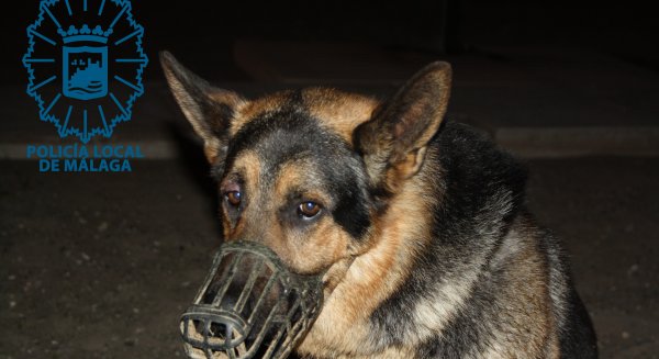 Imputan a la propietaria de un perro peligroso que mordió a una niña