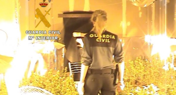 La Guardia Civil se incauta de 1.200 plantas de marihuana  y detiene a tres personas