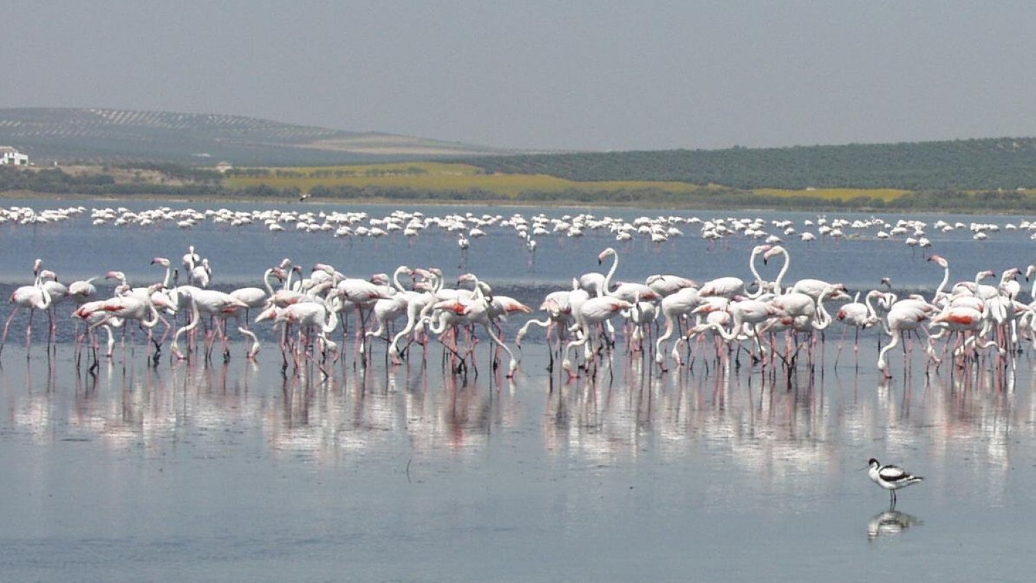 La Laguna de Fuente de Piedra recibe el Certificado de Buenas Prácticas por su accesibilidad