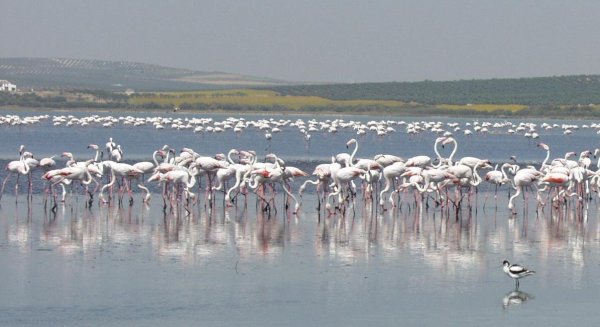 La Laguna de Fuente de Piedra recibe el Certificado de Buenas Prácticas por su accesibilidad