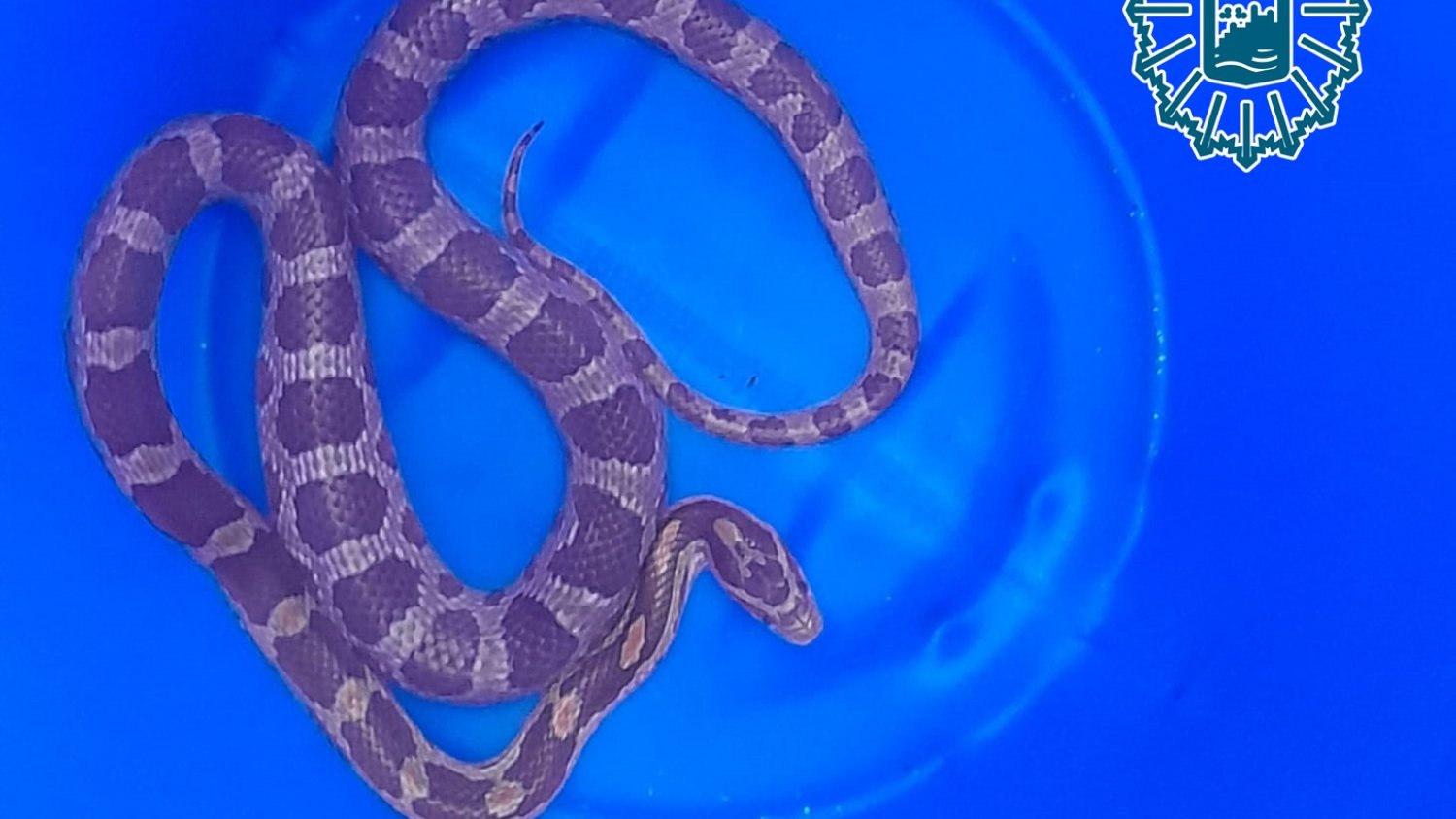 Efectivos del Grupona recuperan una segunda serpiente abandonada junto a contenedores