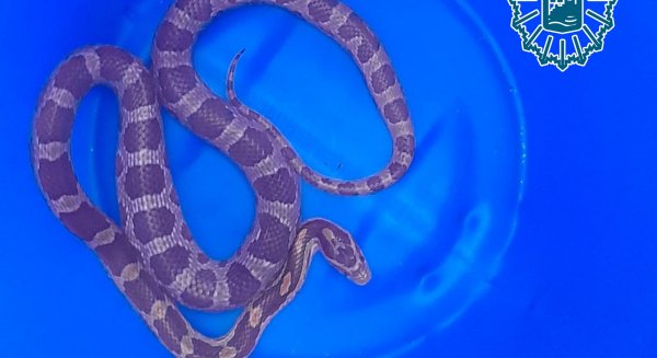 Efectivos del Grupona recuperan una segunda serpiente abandonada junto a contenedores