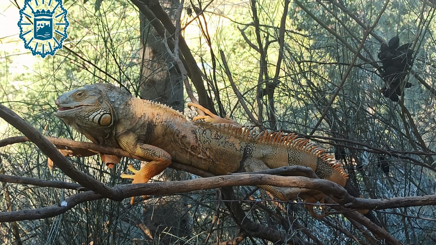 La Policía Local captura una iguana de gran tamaño que se encontraba entre dos carreteras
