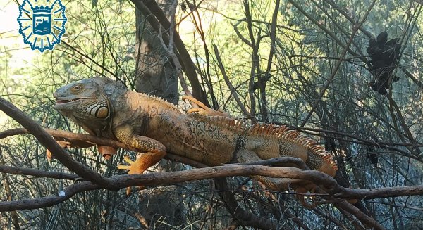 La Policía Local captura una iguana de gran tamaño que se encontraba entre dos carreteras