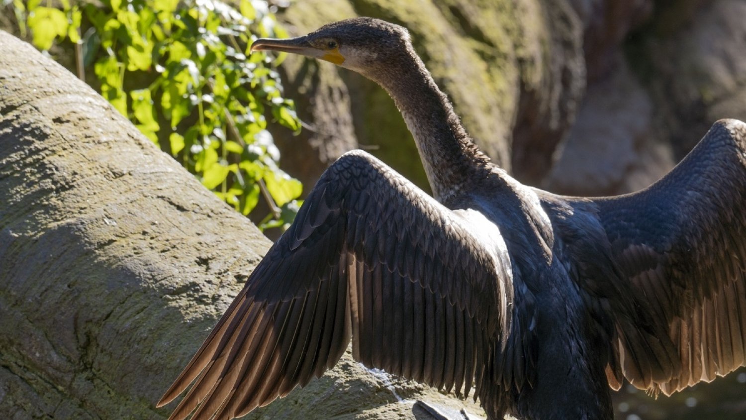 La sequía en los humedales andaluces convierte a Bioparc Fuengirola en un refugio para las aves