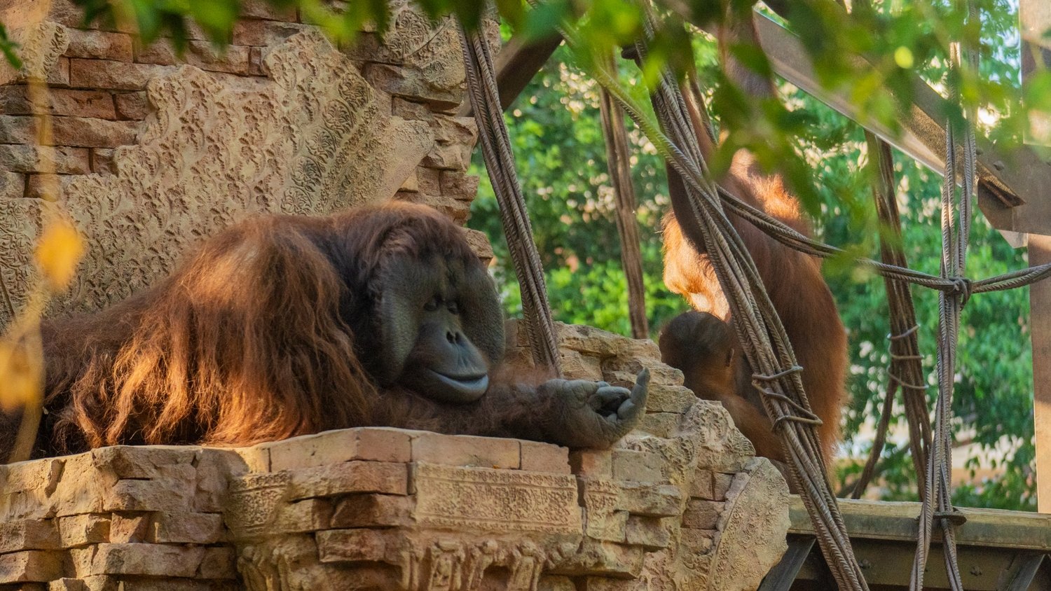 Fallece el macho orangután de Borneo de  Bioparc Fuengirola
