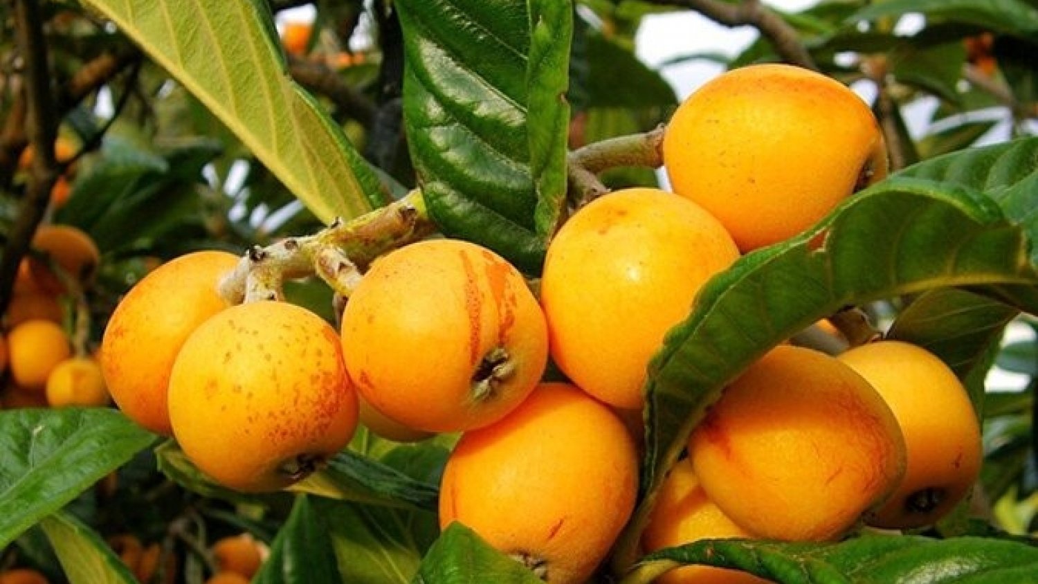 El sector hortofrutícola andaluz promociona su potencial y sostenibilidad en Fruit Logística 2023