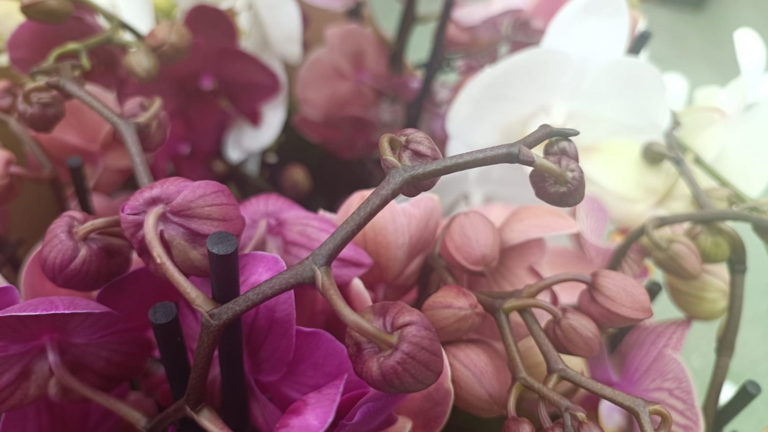 El vivero municipal de Torremolinos ofrece una selección de centros y plantas por ‘San Valentín’