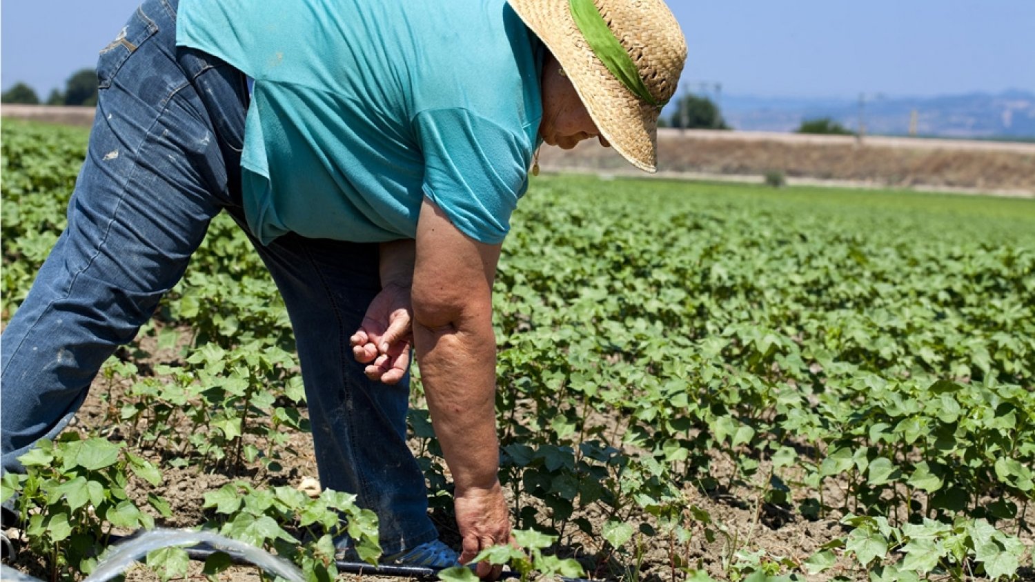 La Junta solicita una reducción general del 50% del IRPF al campo por sequía y subida de costes