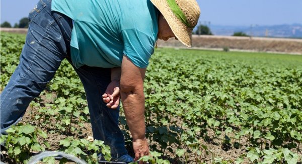 La Junta solicita una reducción general del 50% del IRPF al campo por sequía y subida de costes